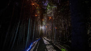 XYZ-Technologies_Parc-du-Bourg-de-Pabos-forest-trail-at-night